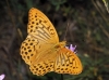 Argynnis paphia Argynnis paphia
