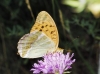 Argynnis paphia Argynnis paphia