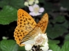Argynnis paphia Argynnis paphia