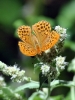 Argynnis paphia Argynnis paphia