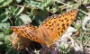 Argynnis adippe Argynnis adippe