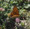 Argynnis adippe Argynnis adippe