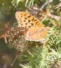 Argynnis adippe Argynnis adippe