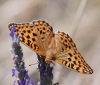 Argynnis adippe Argynnis adippe