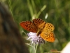 Argynnis paphia Argynnis paphia