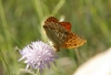 Argynnis paphia Argynnis paphia