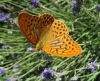Argynnis paphia Argynnis paphia