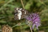 Brintesia circe Brintesia circe