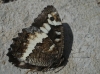 Brintesia circe Brintesia circe