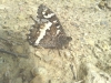 Brintesia circe Brintesia circe