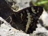 Brintesia circe Brintesia circe
