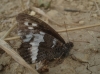 Brintesia circe Brintesia circe