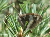 Brintesia circe Brintesia circe