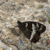 Brintesia circe Brintesia circe