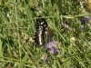 Brintesia circe Brintesia circe