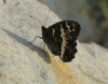 Brintesia circe Brintesia circe