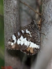 Brintesia circe Brintesia circe