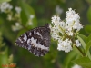 Brintesia circe Brintesia circe