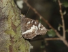 Brintesia circe Brintesia circe
