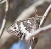Brintesia circe Brintesia circe