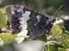 Brintesia circe Brintesia circe