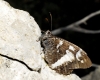 Brintesia circe Brintesia circe
