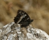 Brintesia circe Brintesia circe