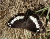 Brintesia circe Brintesia circe