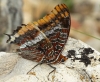 Charaxes jasius