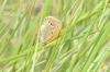 Coenonympha glycerion Coenonympha glycerion