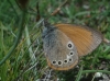 Coenonympha glycerion Coenonympha glycerion