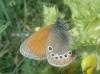 Coenonympha glycerion Coenonympha glycerion