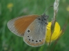 Coenonympha glycerion Coenonympha glycerion