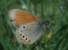 Coenonympha glycerion Coenonympha glycerion
