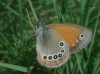 Coenonympha glycerion Coenonympha glycerion