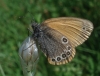 Coenonympha glycerion Coenonympha glycerion