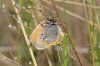 Coenonympha glycerion Coenonympha glycerion
