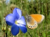 Coenonympha glycerion Coenonympha glycerion