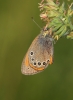 Coenonympha glycerion Coenonympha glycerion