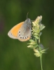 Coenonympha glycerion Coenonympha glycerion