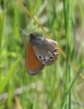 Coenonympha glycerion Coenonympha glycerion