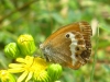 Coenonympha glycerion Coenonympha glycerion