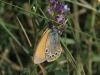 Coenonympha glycerion Coenonympha glycerion