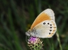 Coenonympha glycerion Coenonympha glycerion