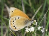 Coenonympha glycerion Coenonympha glycerion