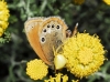 Coenonympha glycerion Coenonympha glycerion