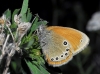 Coenonympha glycerion Coenonympha glycerion