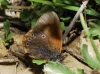 Coenonympha glycerion Coenonympha glycerion