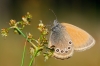 Coenonympha glycerion Coenonympha glycerion