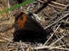 Erebia triaria Erebia triaria